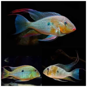 Acarichthys heckelii - južnoamerički ciklid