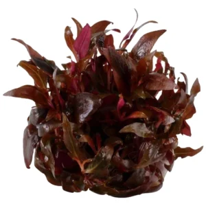 Alternanthera reineckii mini - Mini alternantera