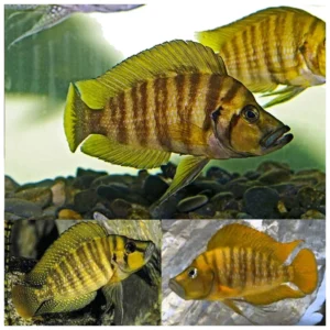 Altolamprologus compressiceps gold - tanganjika ciklid