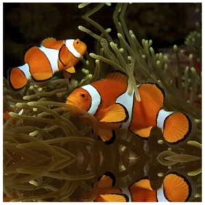 Amphiprion Ocellaris - narandžasta ribica klaun