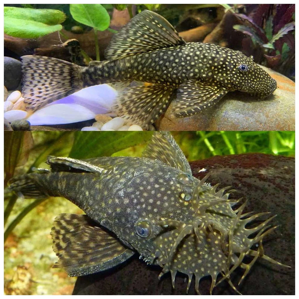 Ancistrus sp. - Ancistrus crni