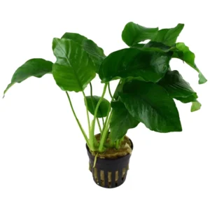 Anubias barteri var. barteri - anubia