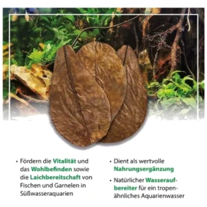 Arka catappa leaves 10 kom  - Catappa lišće za akvarijum