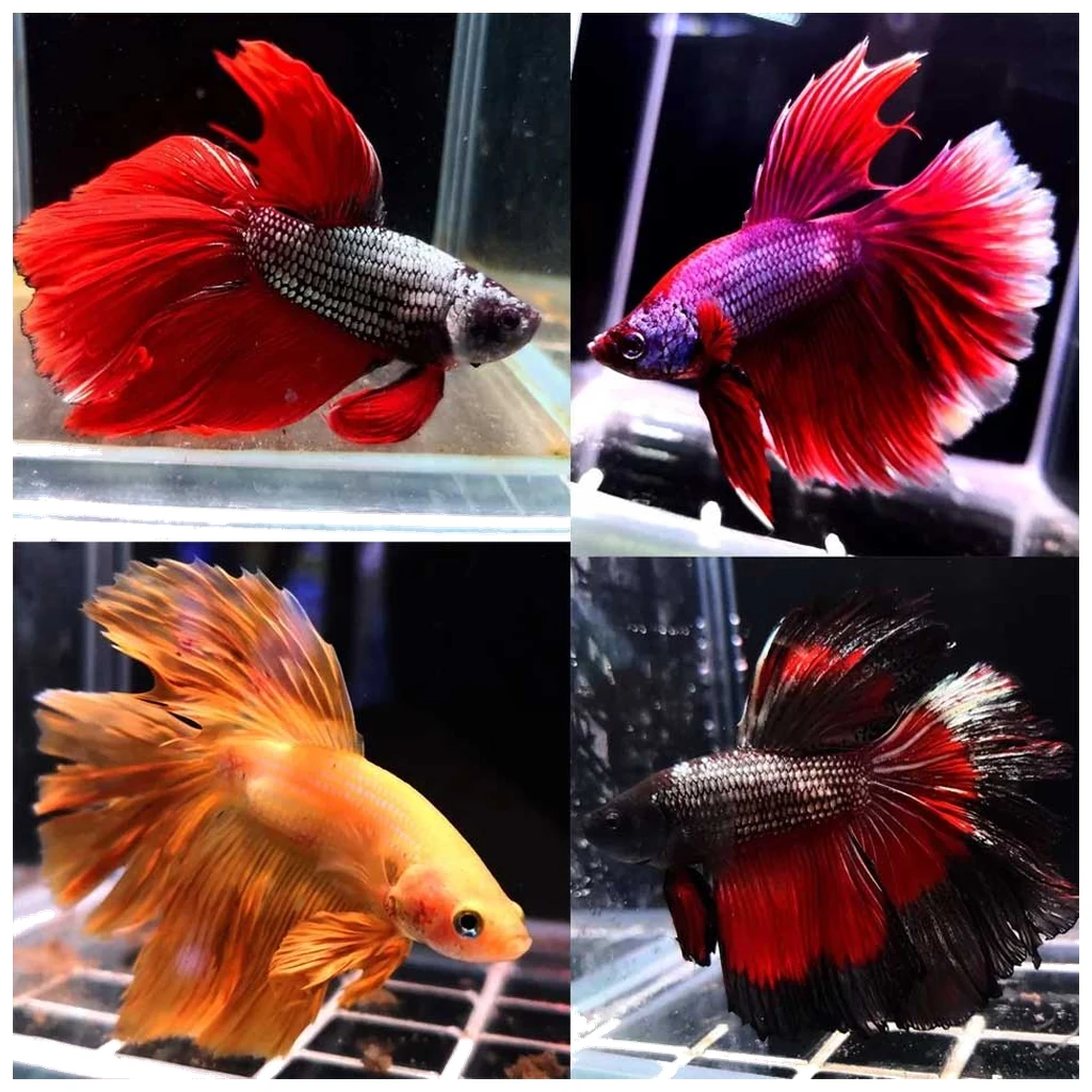 Betta splendens - sijamski borac
