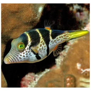 Canthigaster Valentini - morska riba napuhača