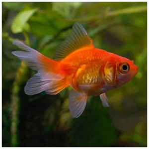 Carassius auratus - Japanka, 4 cm