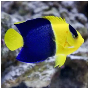 Centropyge Bicolor - morski anđeo