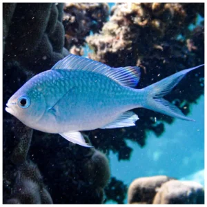 Chromis Viridis - morska ribica hromis