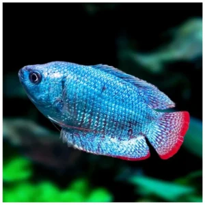 Colisa lalia var. Cobalt - plava kolisa