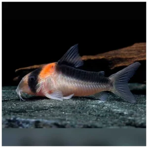 Corydoras duplicareus - oklopni somić