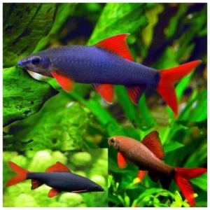 Epalzeorhynchos frenatus 6cm - Frenatus