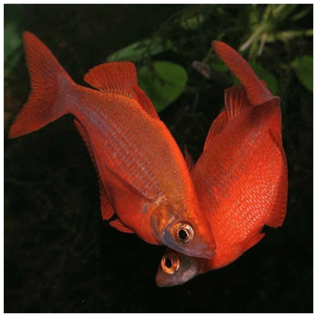 Glossolepis incisus - crvena duga
