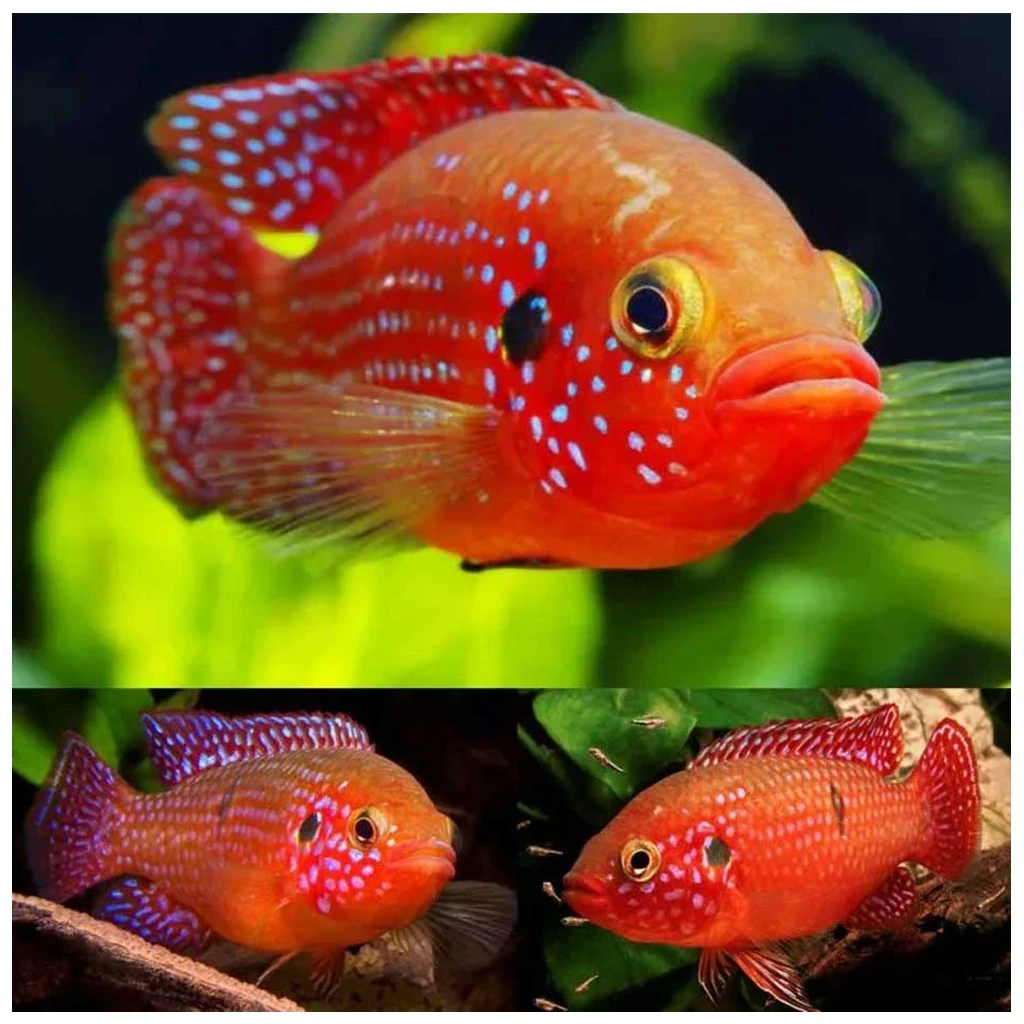 Hemichromis lifalili - dragulj ciklid