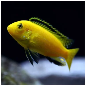Labidochromis caeruleus - žuti malavi ciklid