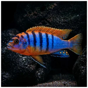 Labidochromis hongi - malavi ciklid