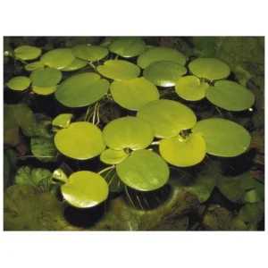 Limnobium laevigatum - akvarijumska biljka