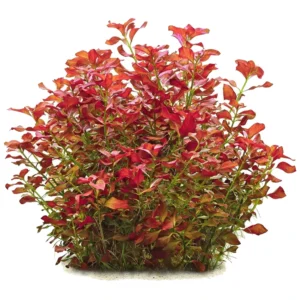 Ludwigia repens - akvarijumska biljka
