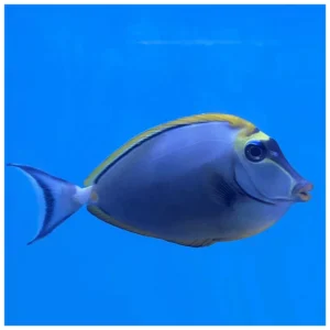 Naso Elegans - morska ribica tang