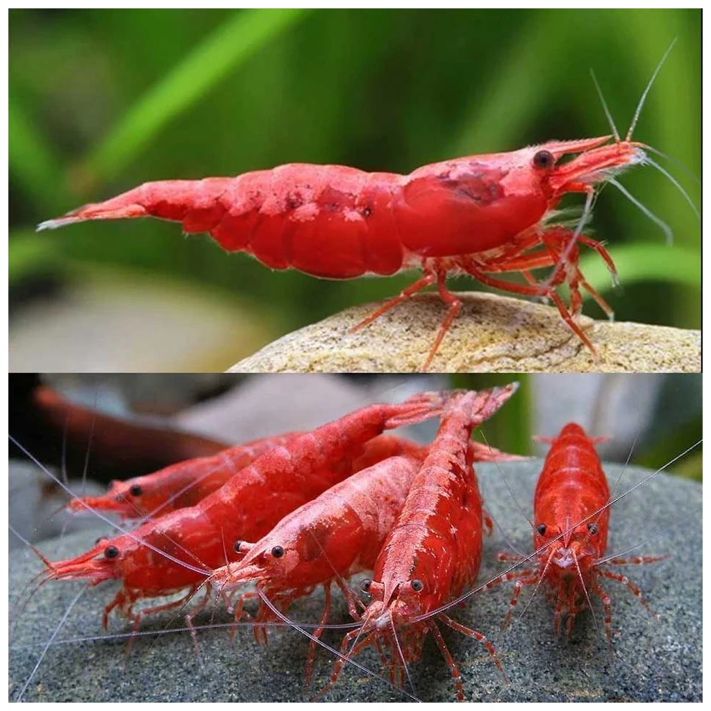Neocaridina davidi - Red Cherry kozica