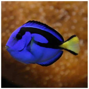 Paracanthurus Hepatus - plavi tang