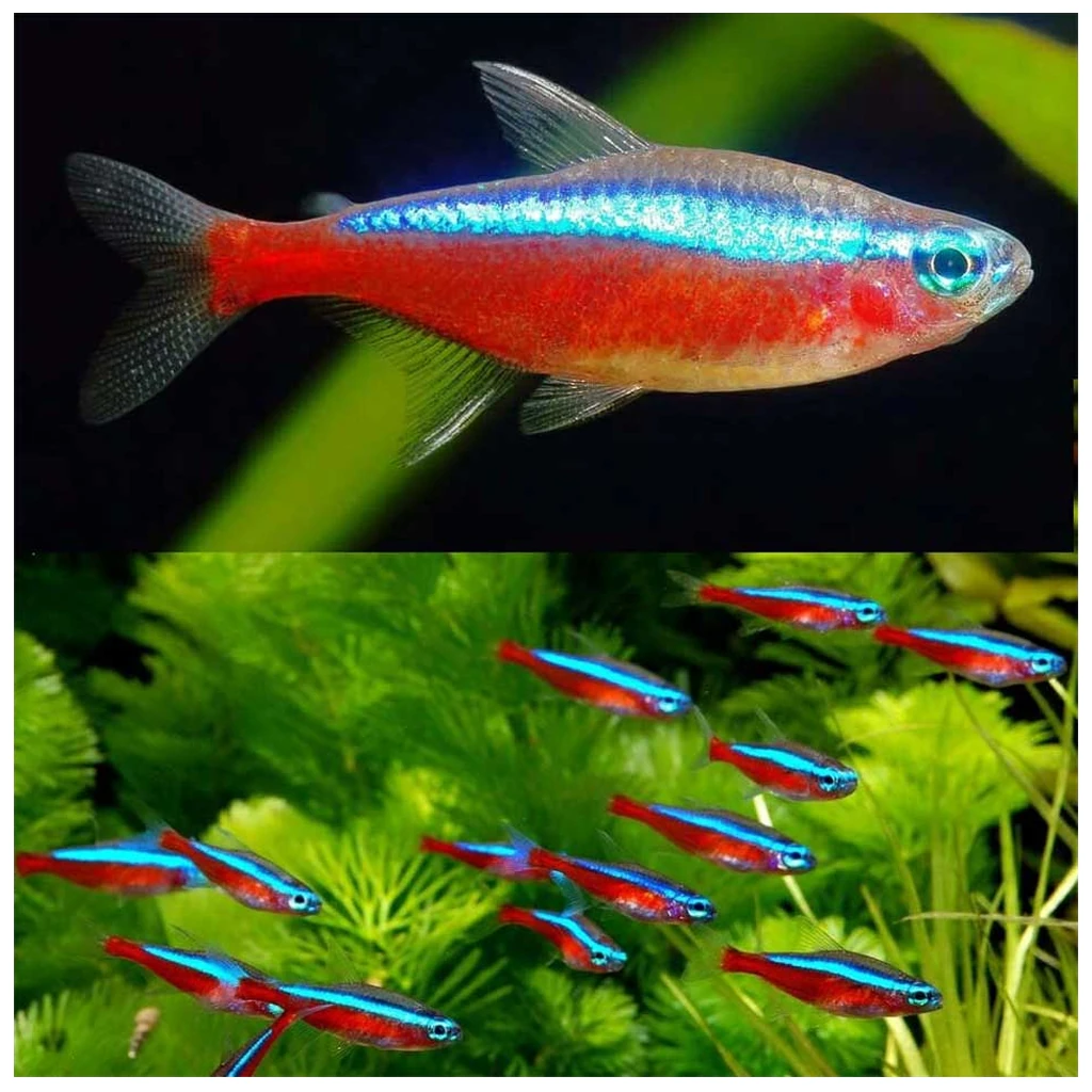 Paracheirodon axelrodi - Kraljevska neonka