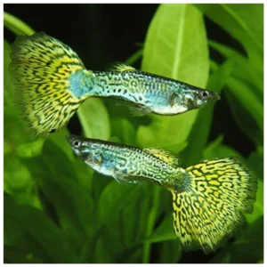 Poecilia reticulata yellow guppy - žuti gupi