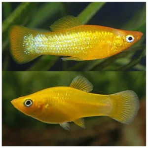 Poecilia sphenops var. - Black moli