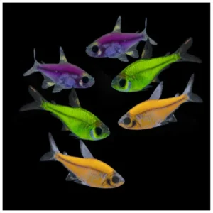Pristella maxillaris glow - pristela color