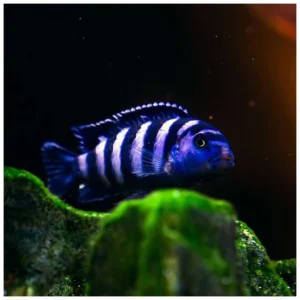 Pseudotropheus demasoni - malavi ciklid
