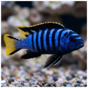 Pseudotropheus elongatus Mpanga - malavi ciklid