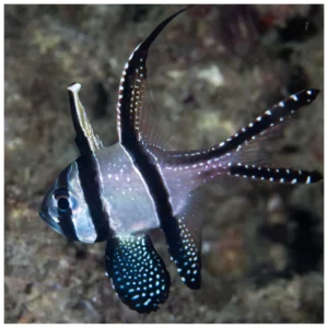 Pterapogon Kauderni - kardinal riba