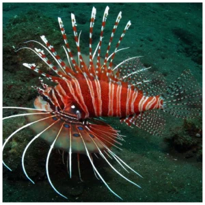 Pterois Antennata - morska riba lav