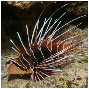 Pterois Radiata - morska riba lav