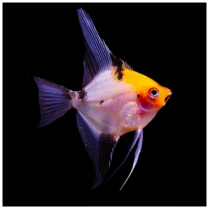 Pterophyllum scalare red devil - ukrasni skalar