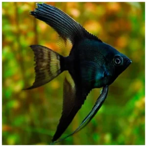 Pterophyllum scalare var. - Skalar black phantom
