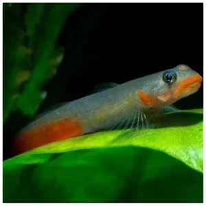 Red Goby - akvarijumska ribica
