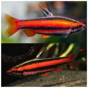 Red Pencil Fish - crvena olovka ribica