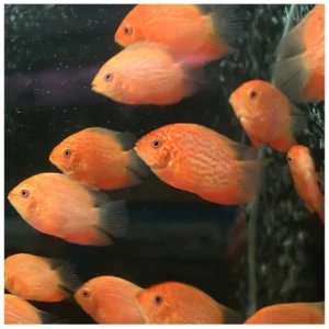 Red Spotted Severum - severum ciklid