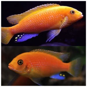 Red zebra cichlid - malavi ciklid