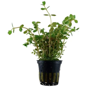 Rotala rotundifolia - akvarijumska biljka rotala
