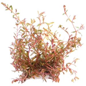 Rotala Vietnam Hra - crvena biljka za akvarijum