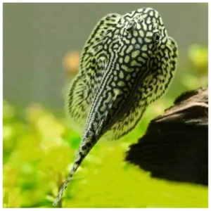 Sewellia lineolata - potočna ribica