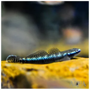 Stiphodon sp. Blue Neon - plavi neon gobi