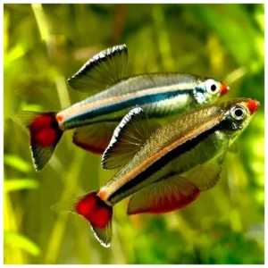 Tanichthys albonubes - planinska akvarijumska ribica