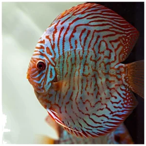 Tiger turquoise diskus - ukrasna ribica