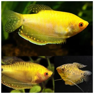 Trichopodus trichopterus - Trihogaster plavi