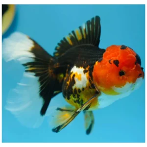 Tricolor oranda - ukrasna zlatna ribica