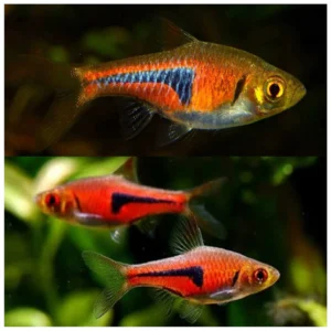 Trigonostigma espey - Espei rasbora