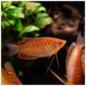 Trihogaster crveni - slatkovodna akvarijumska ribica