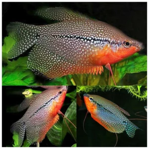 Trihogaster leerii - Biserni gurami